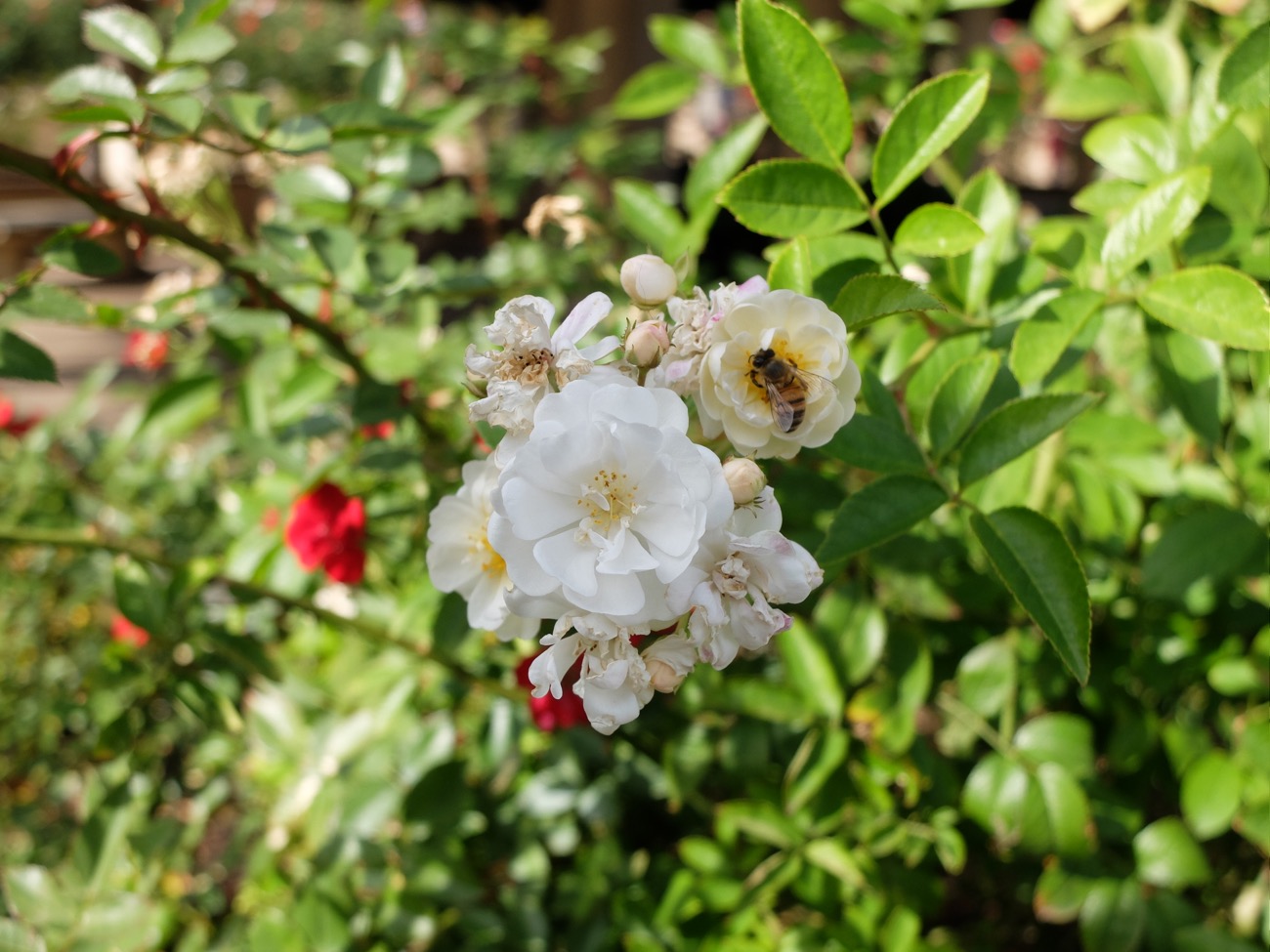 dscf5045
