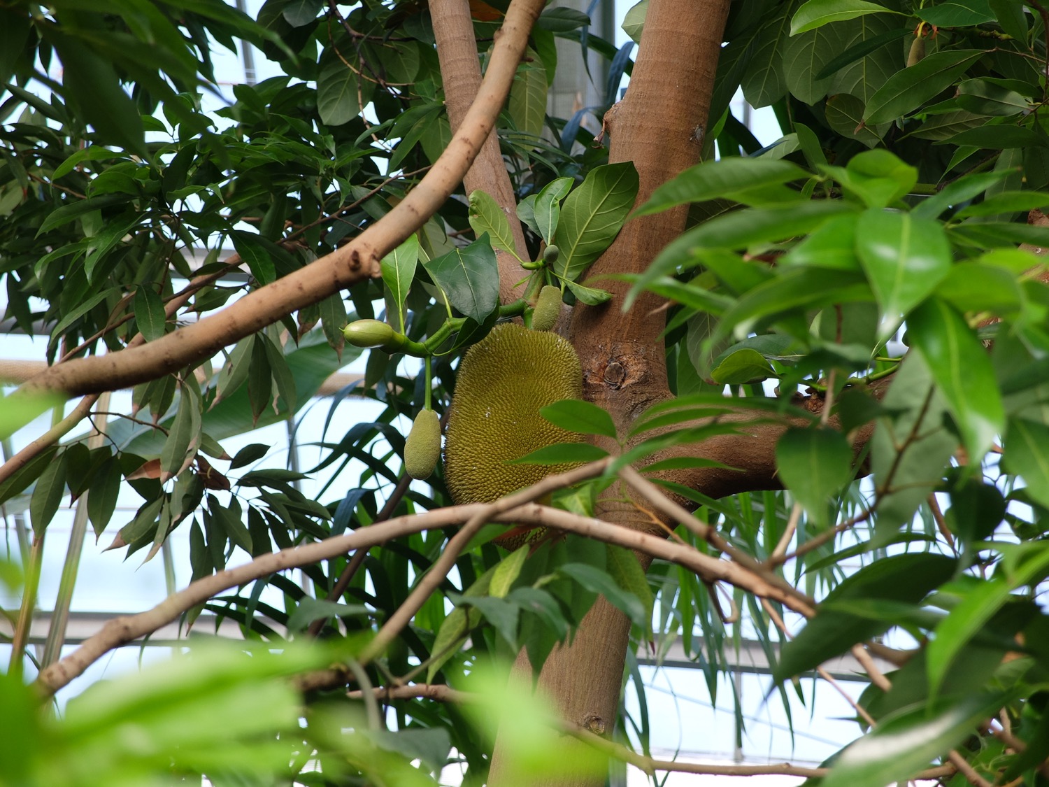 DSCF8067