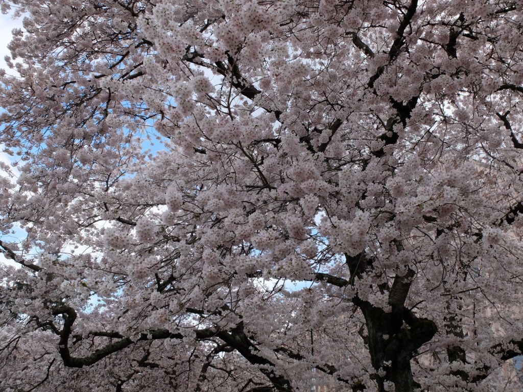 Seattle : &laquo;&nbsp;Histoires de café et de cerisiers en fleur&nbsp;&raquo; (3/4)