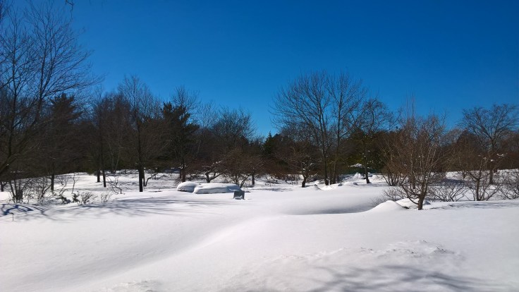 WP_20170317_14_34_44_Pro