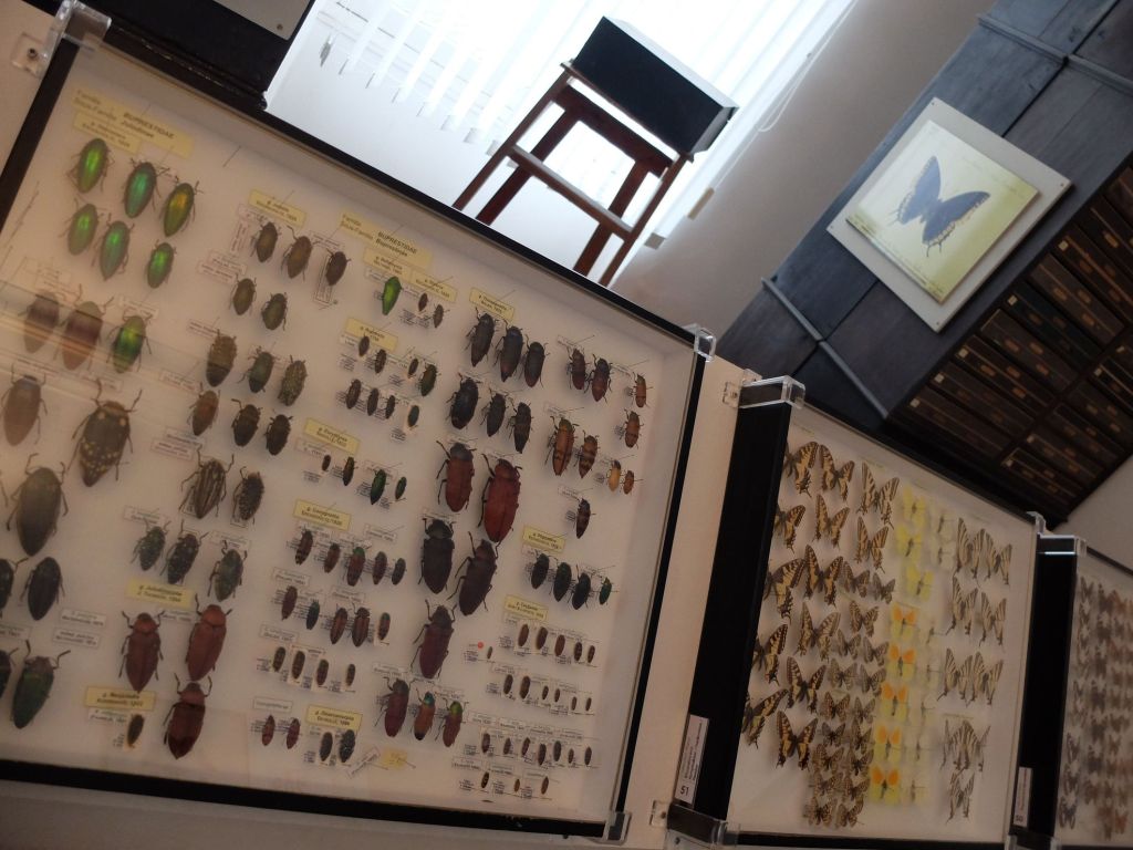 &laquo;&nbsp;Drôles d&rsquo;Oiseaux&nbsp;&raquo; au Muséum des Sciences Naturelles&nbsp;d&rsquo;Angers