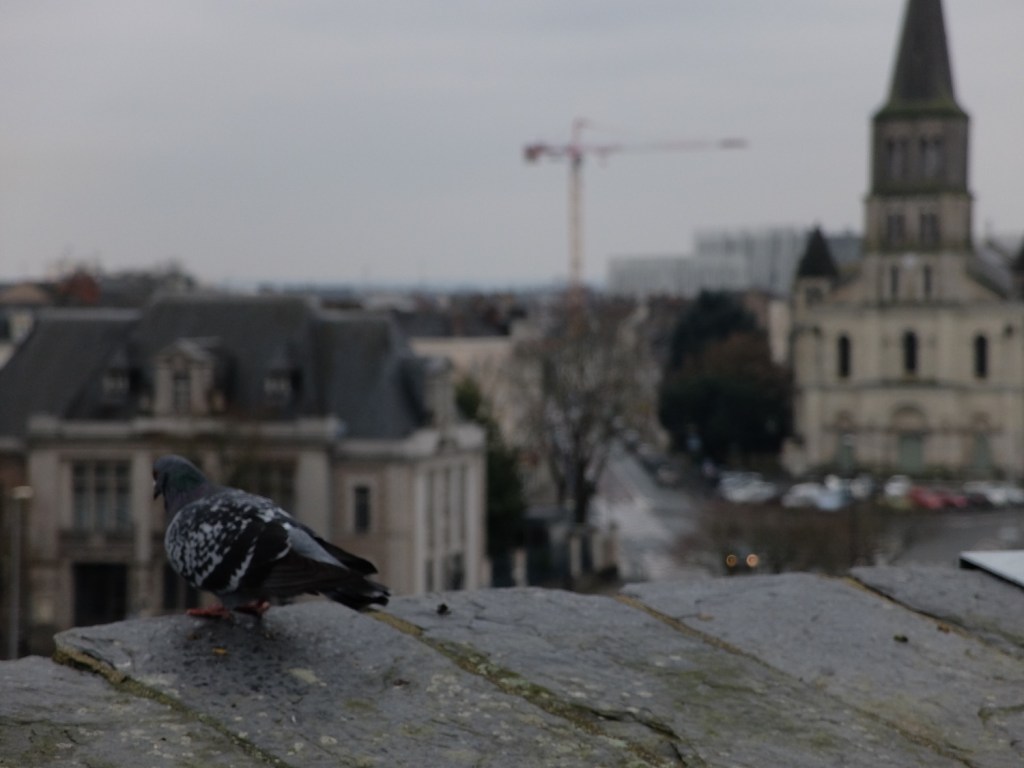 De Claremont à Angers, en passant par&nbsp;Béhuard…