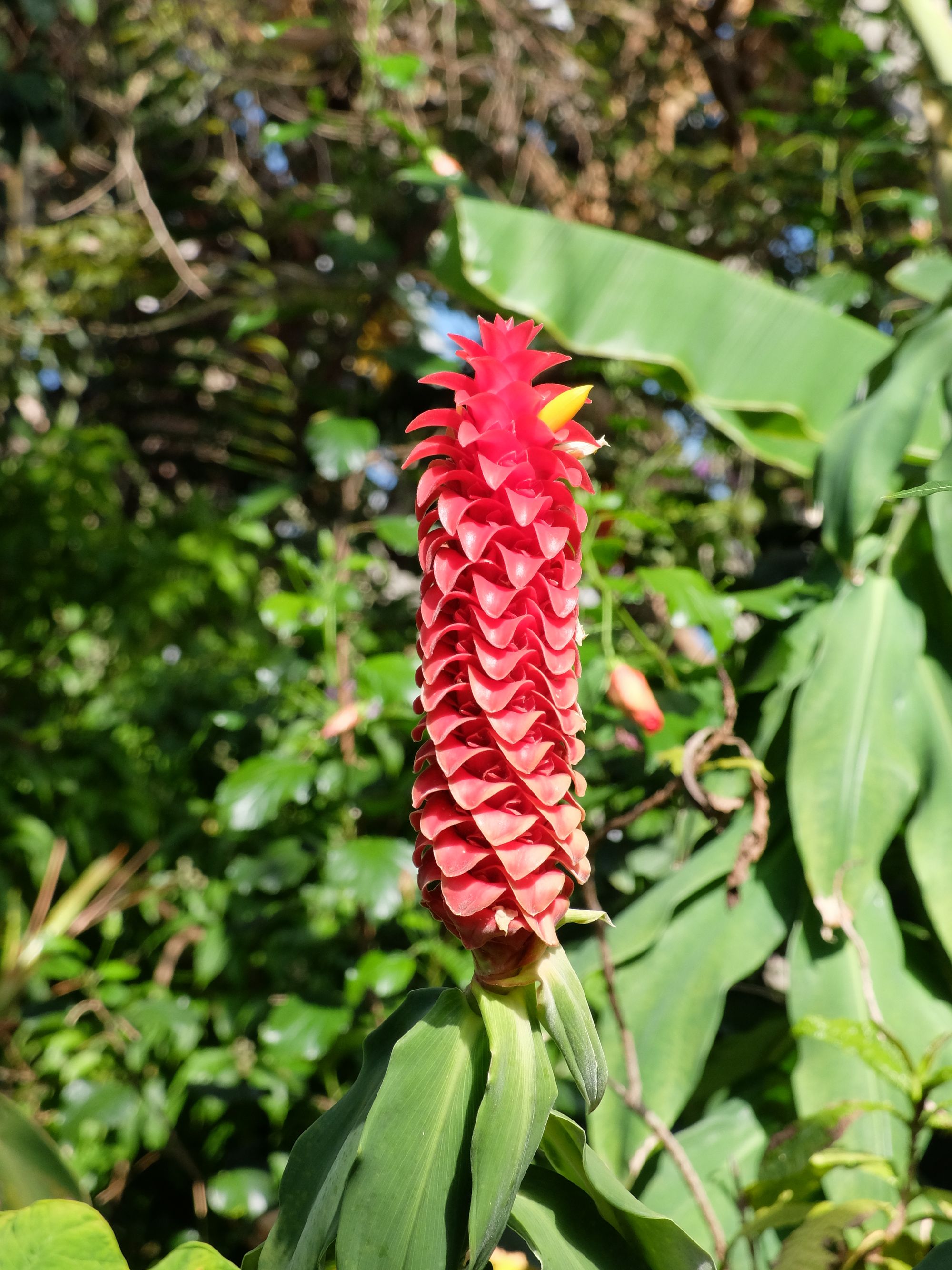DSCF4885