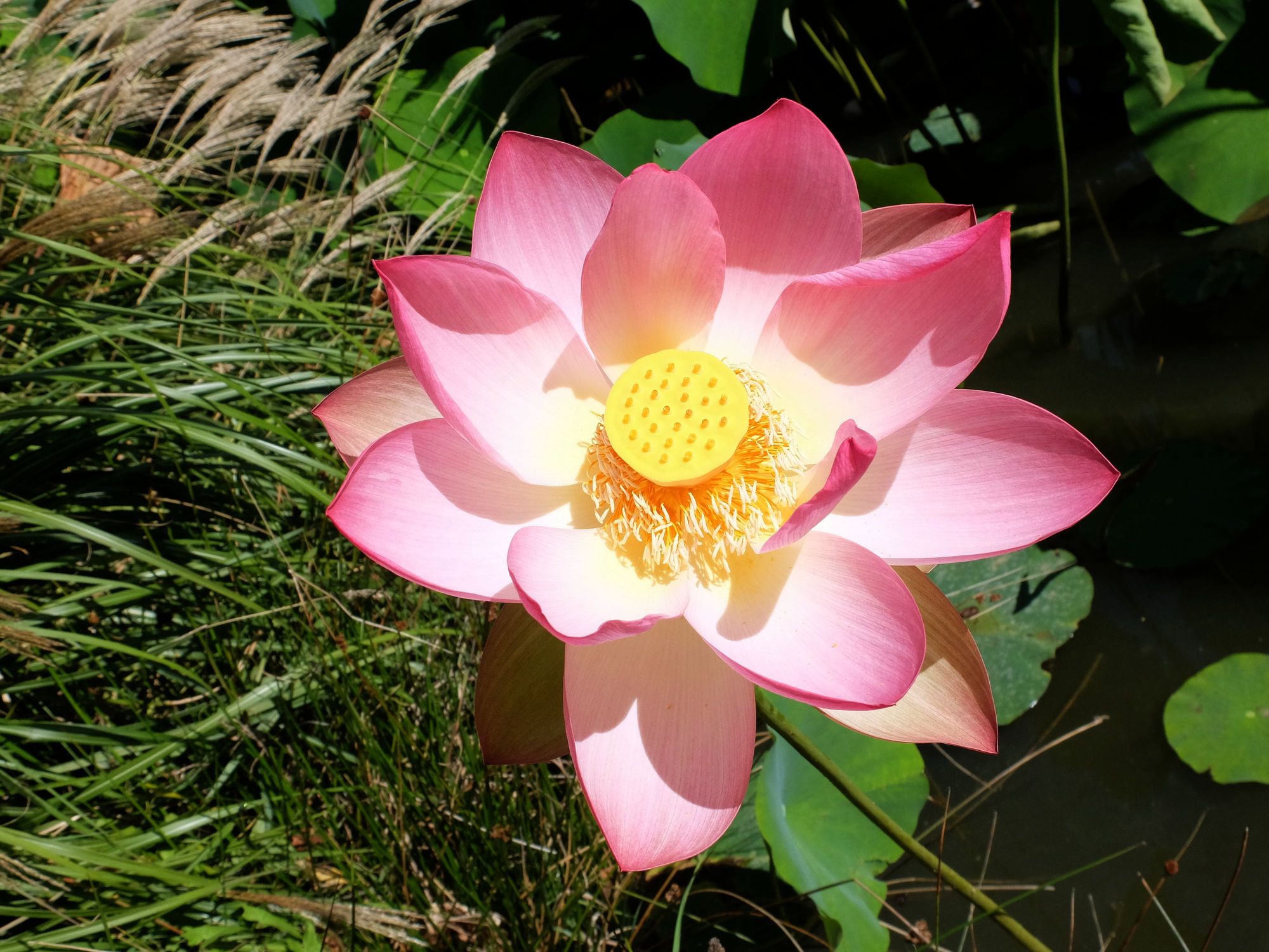 DSCF5823