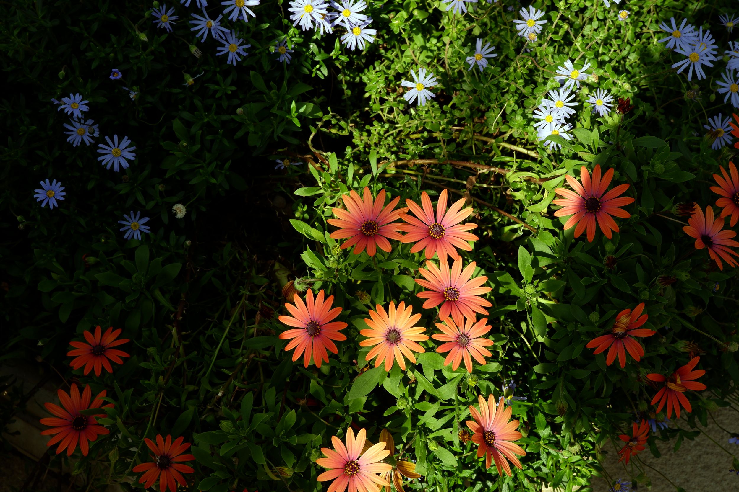 DSCF7059