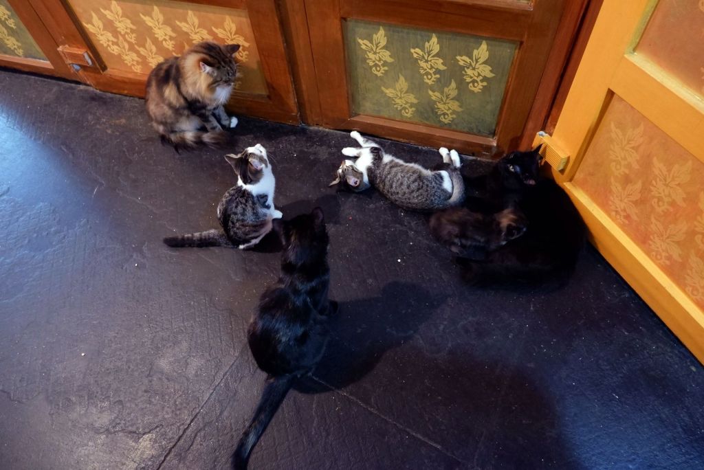 Minsk : parcs pseudo-botaniques et chats de sorciers&nbsp;(2/3)