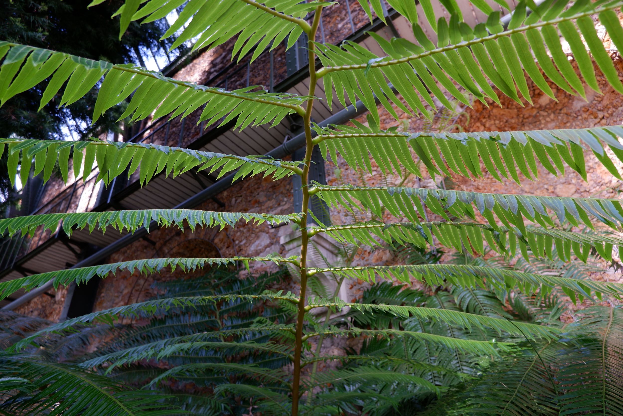 DSCF0588