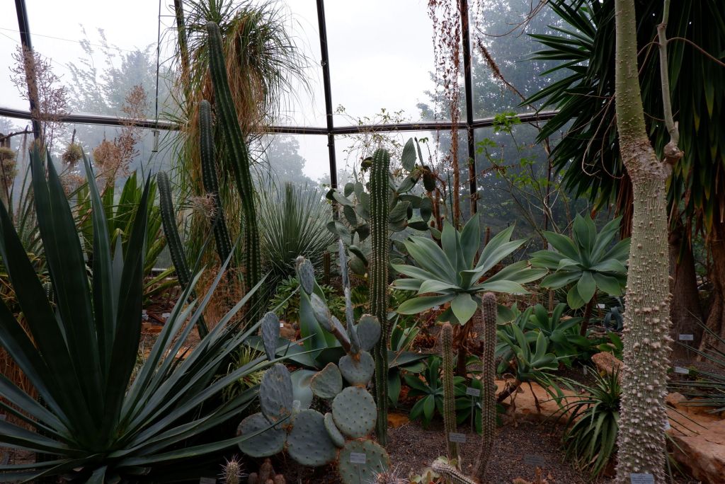 Tillandsia géant et cactus fluffy dans le jardin botanique de Zurich&nbsp;(2/2)