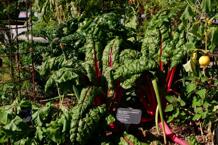 rhubarbe
