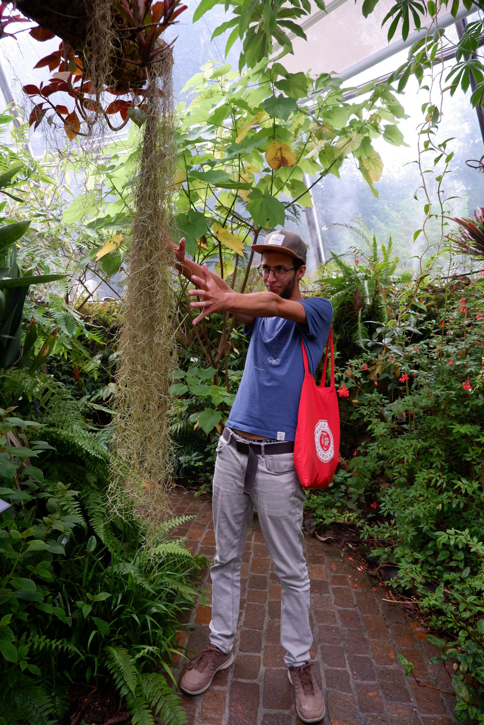 tillandsia
