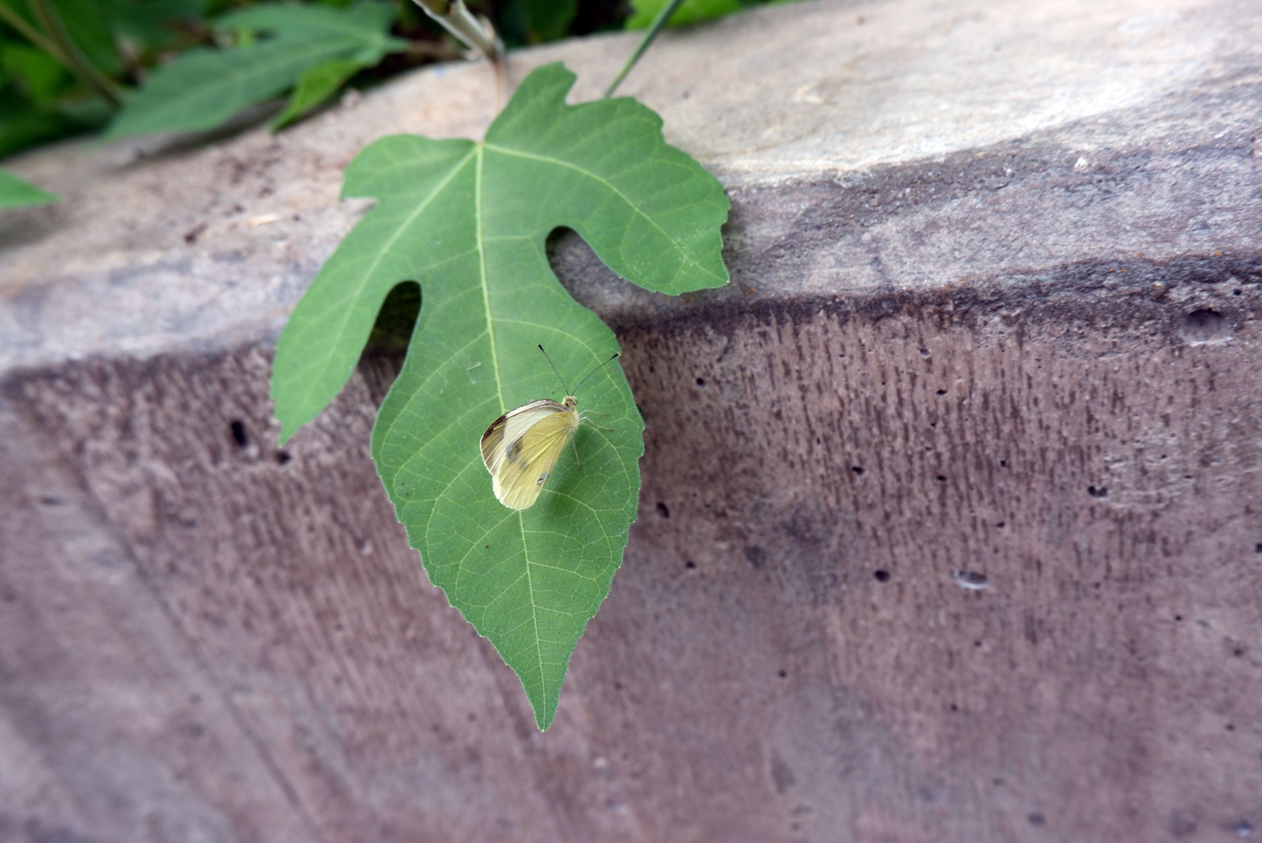 DSCF1467