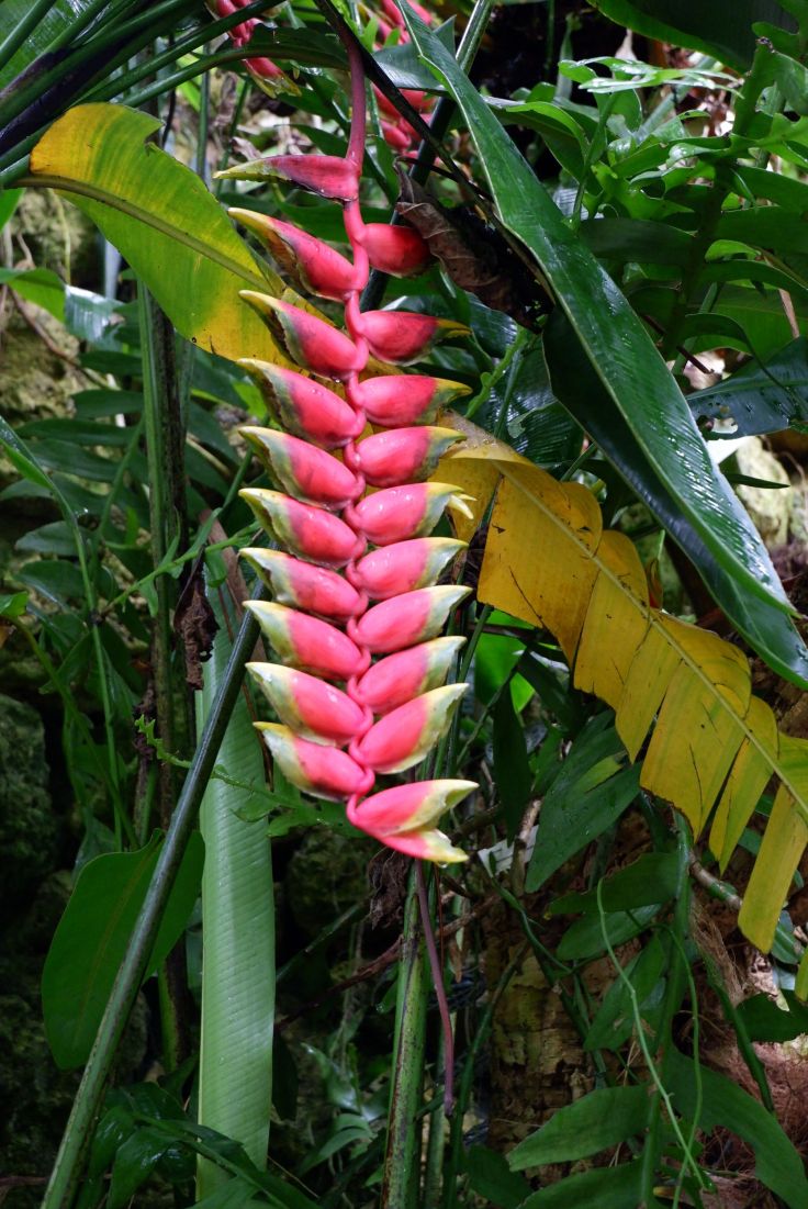 Heliconia Rostrata