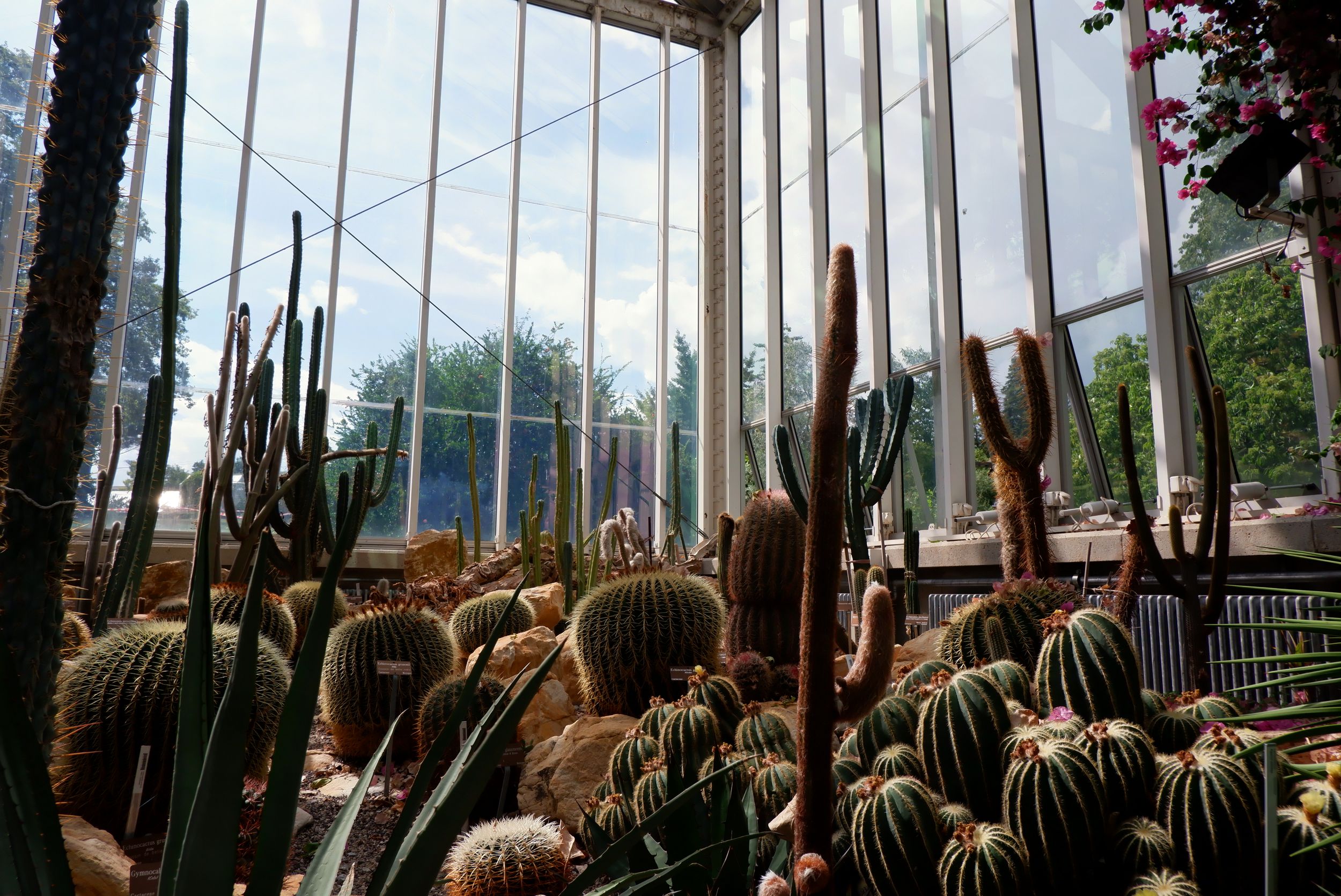 serre jardin botanique genève