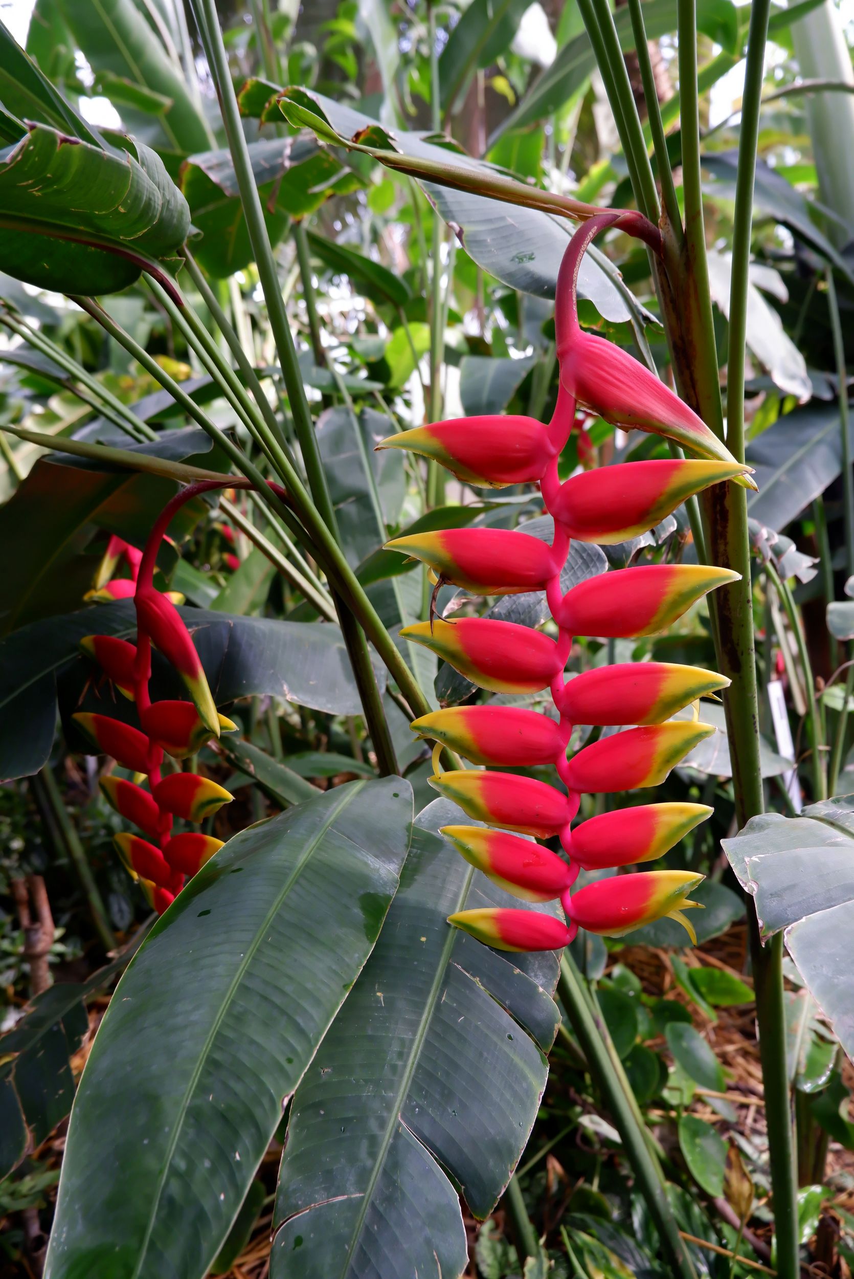 heliconia rostrata