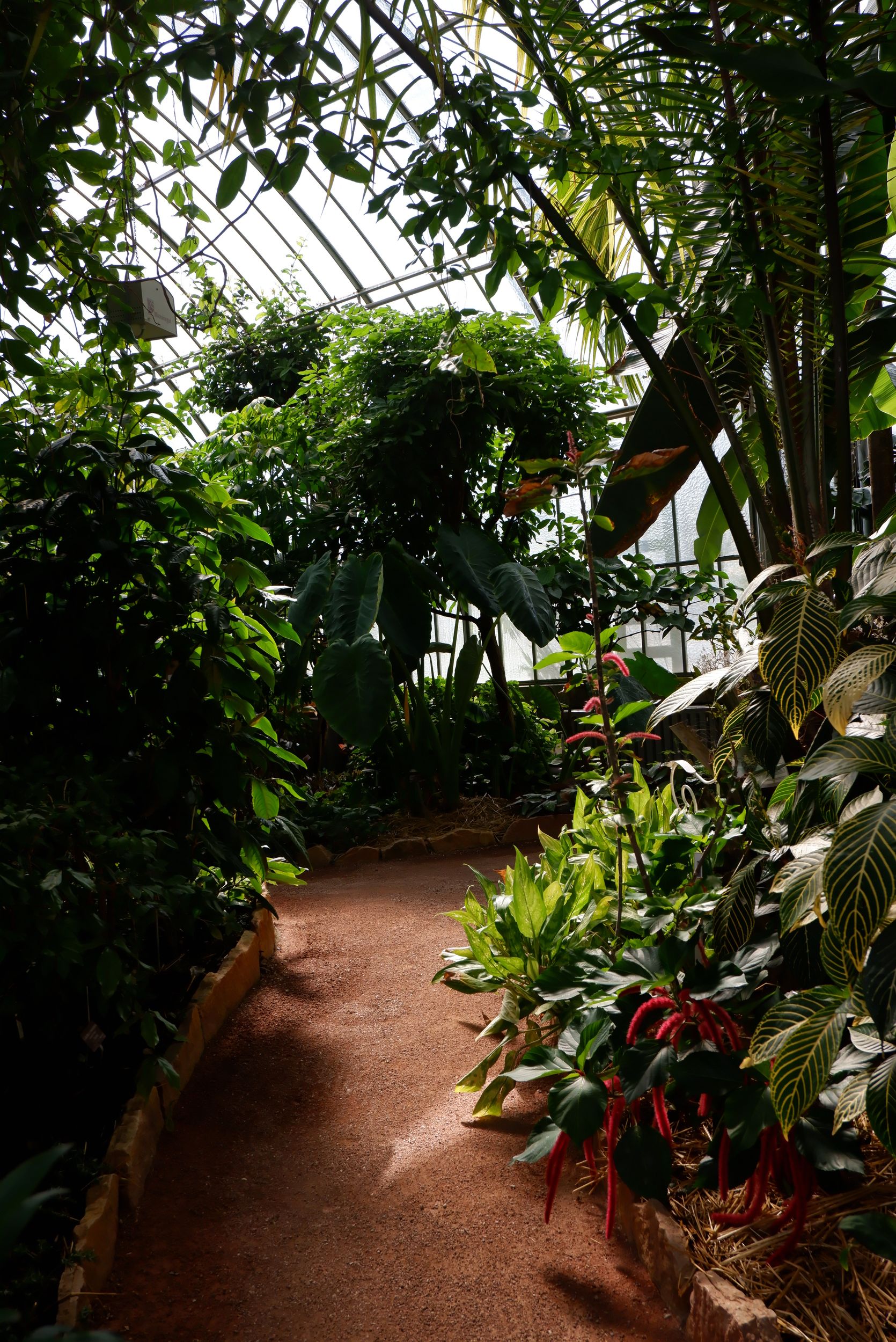 serre du jardin botanique genève