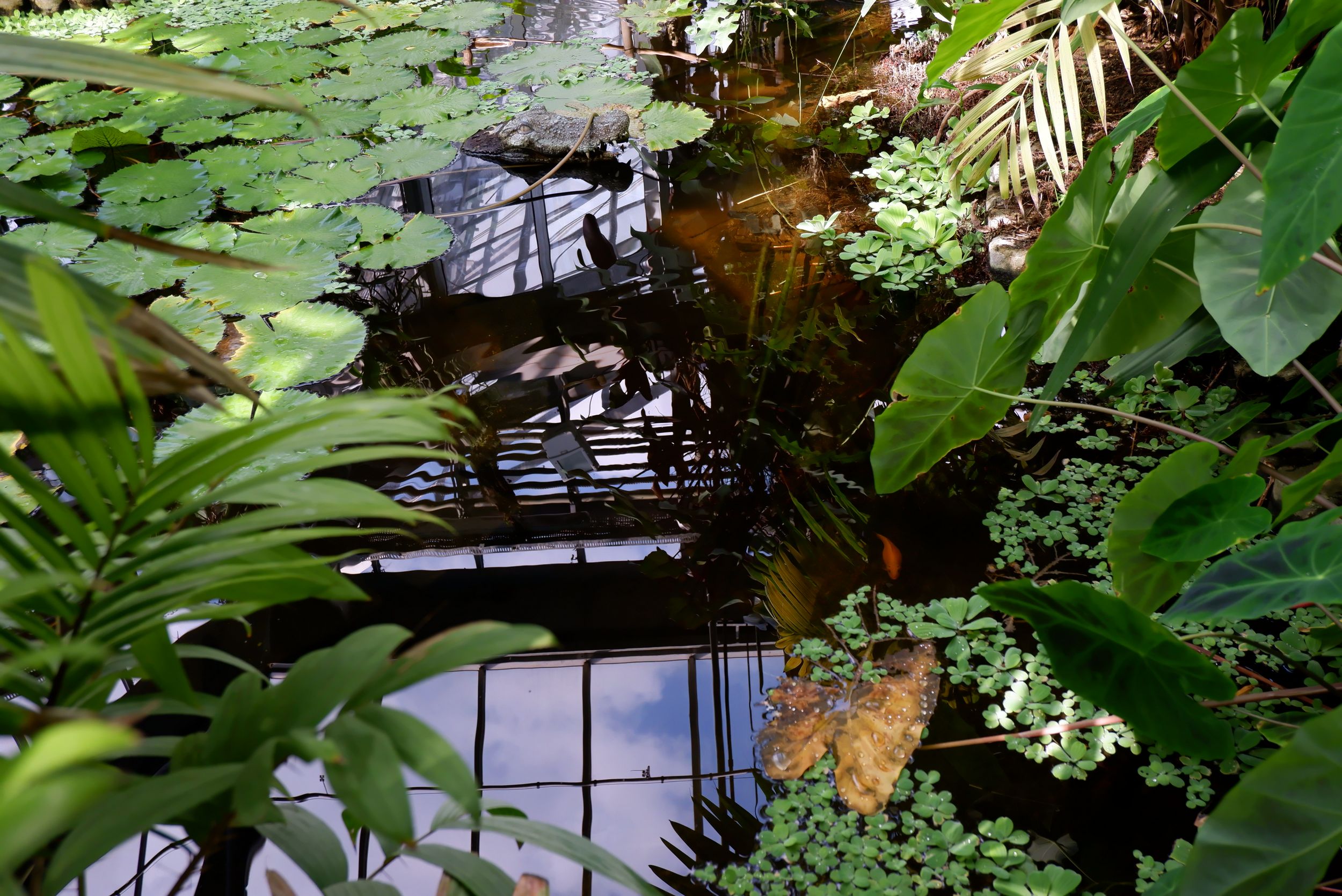 étang dans une serre 