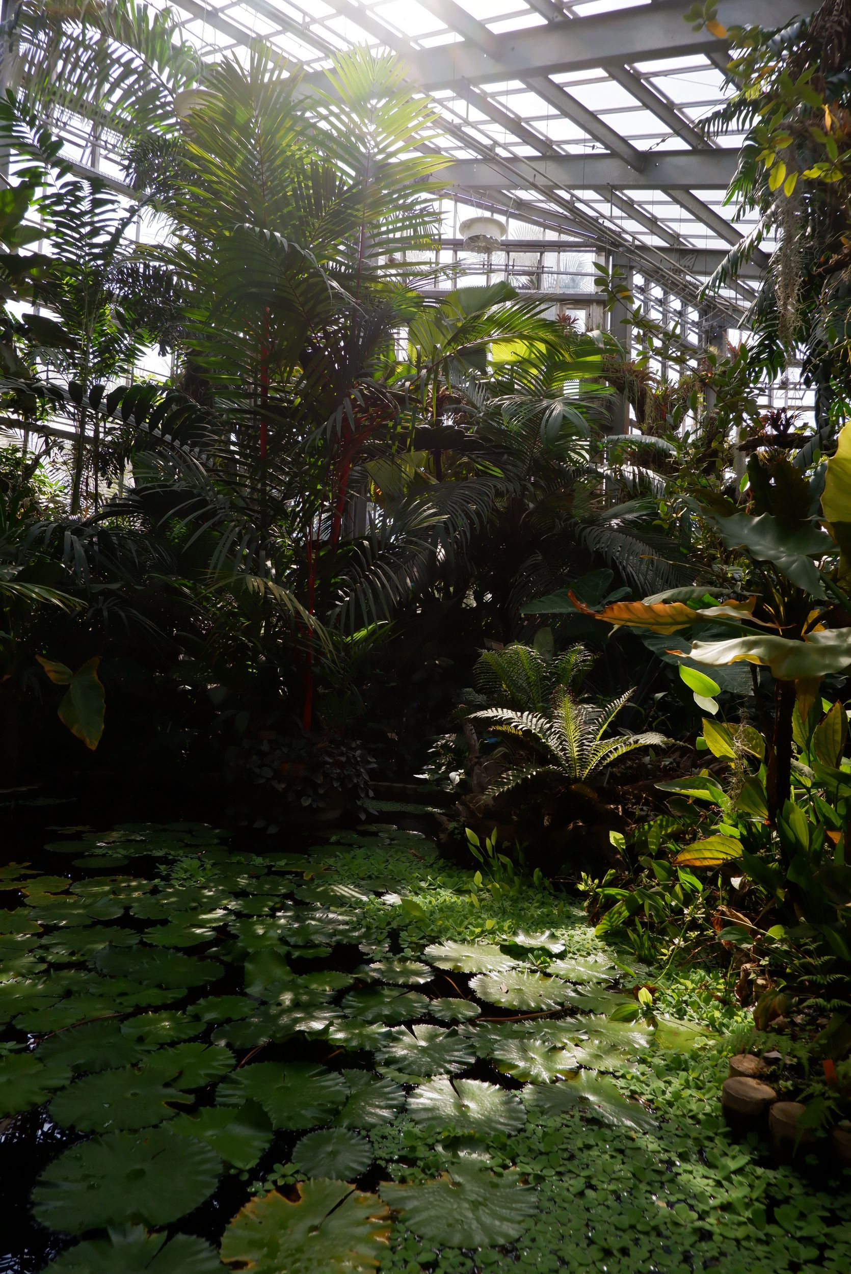 serre jardin botanique