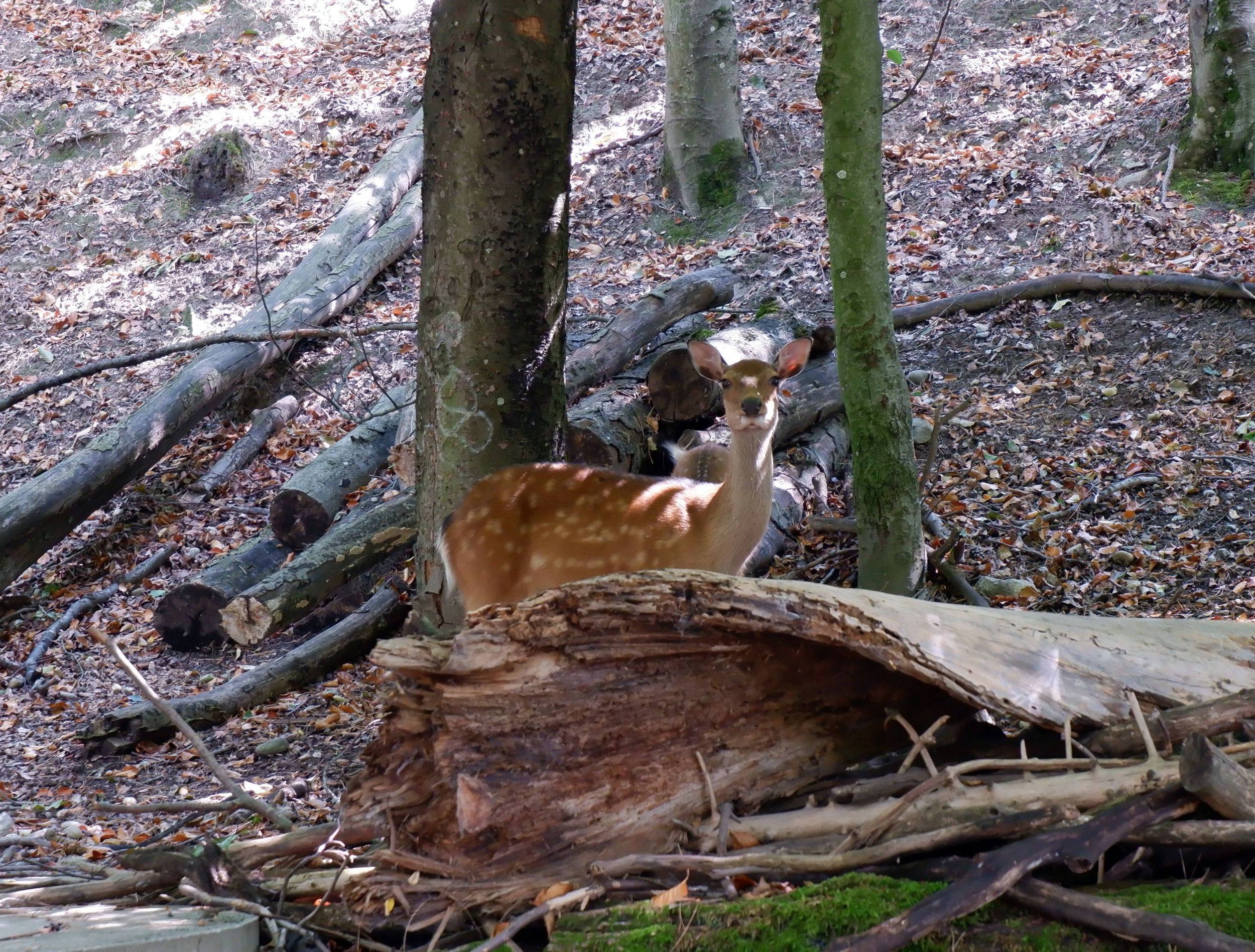 biche dans le bois de la bâtie