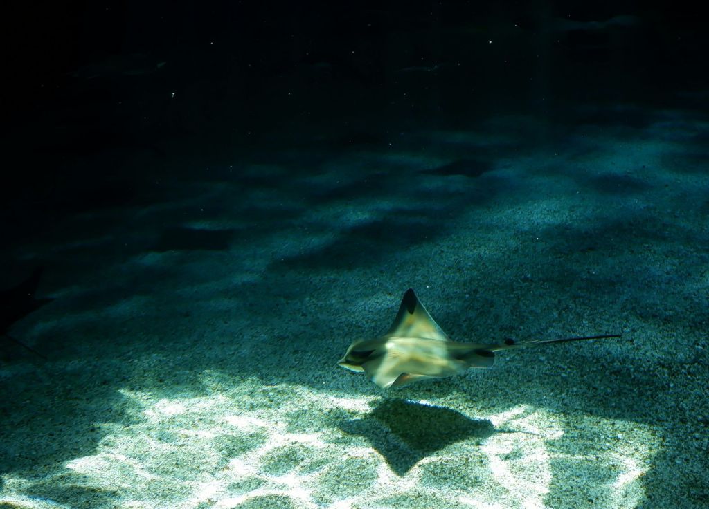 L&rsquo;Ocearium au Croisic : &laquo;&nbsp;les petits poissons dans l&rsquo;eau…&nbsp;&raquo;