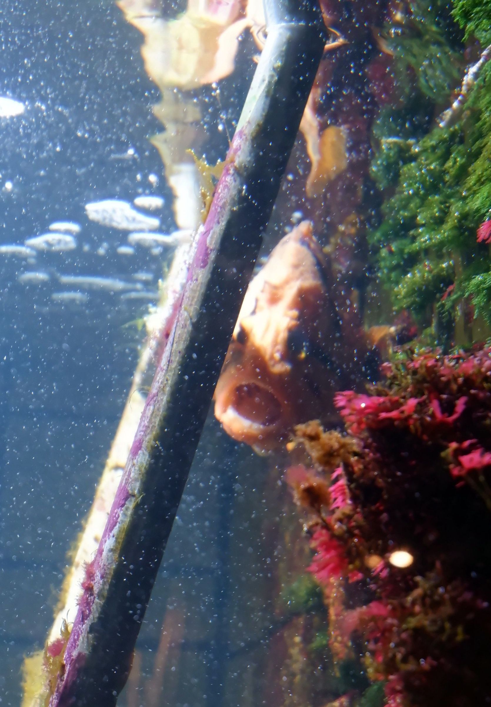 poisson à la gueule ouverte