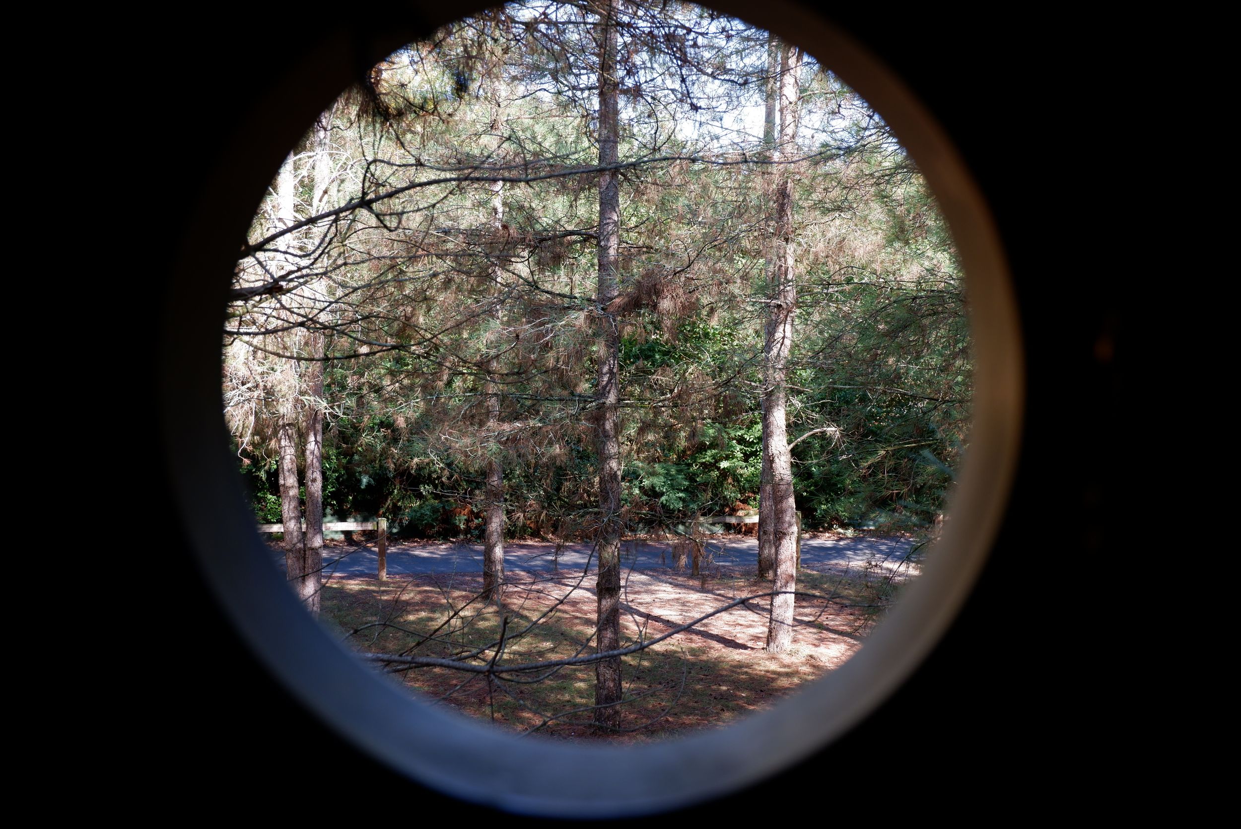 fenêtre ronde dans la forêt