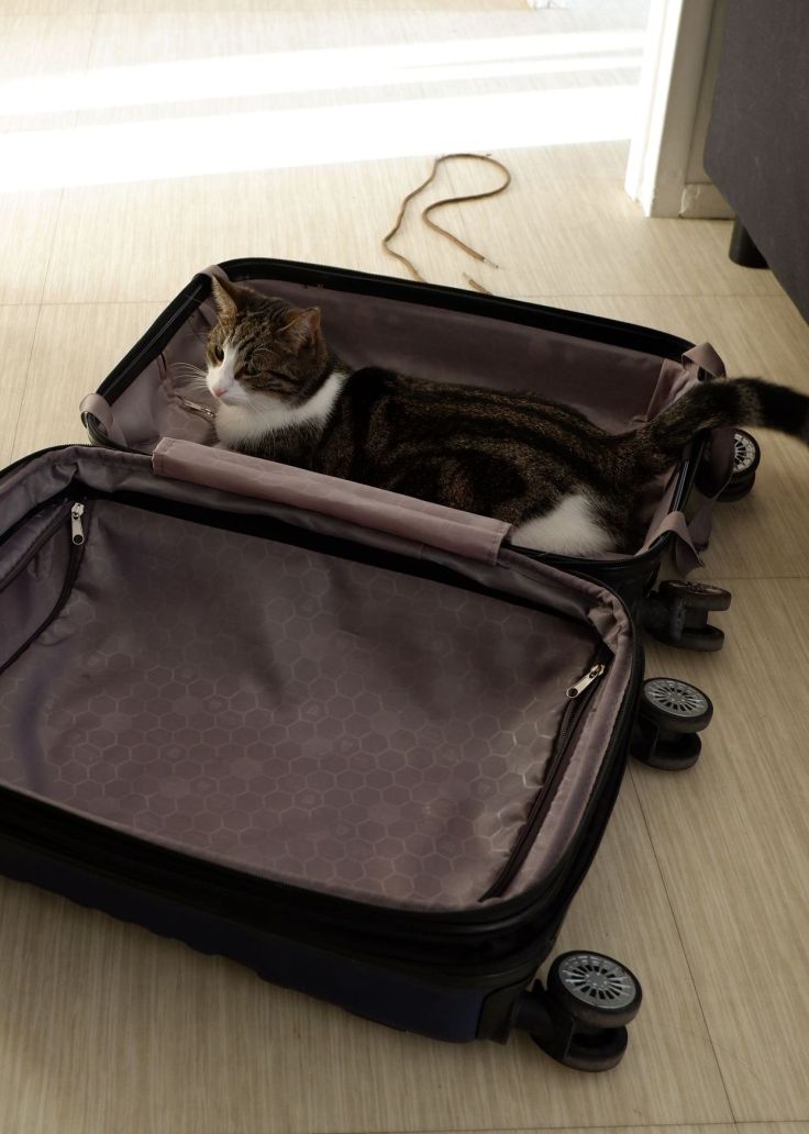 stormy dans une valise