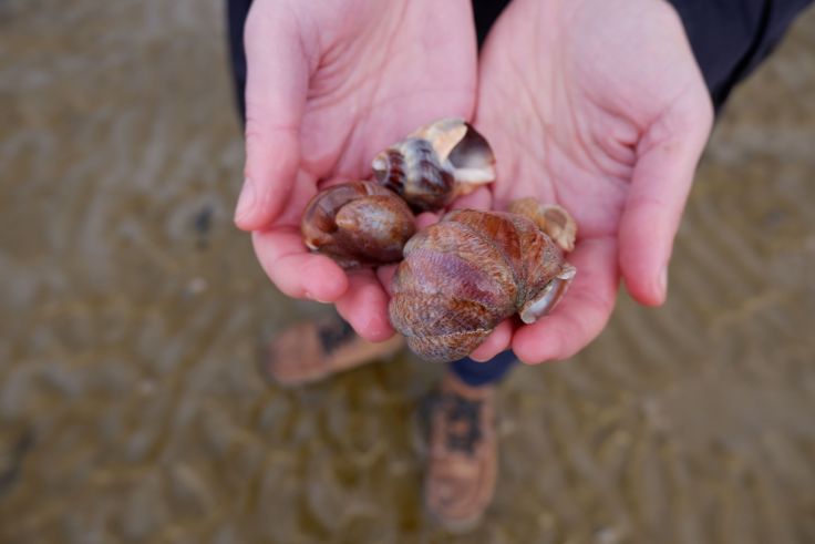 des coquillages ramassés sur la plage