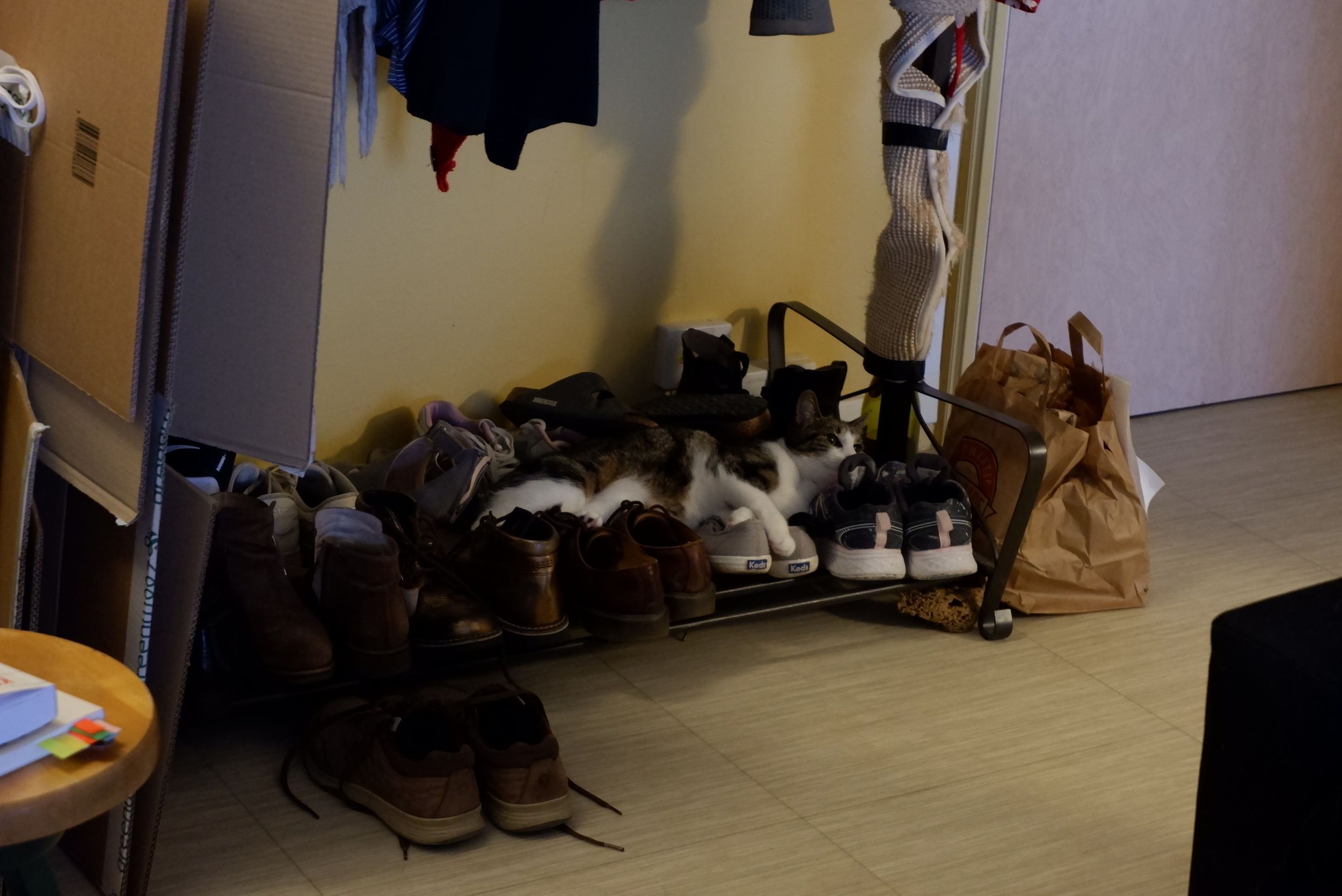 Stormy sur les chaussures
