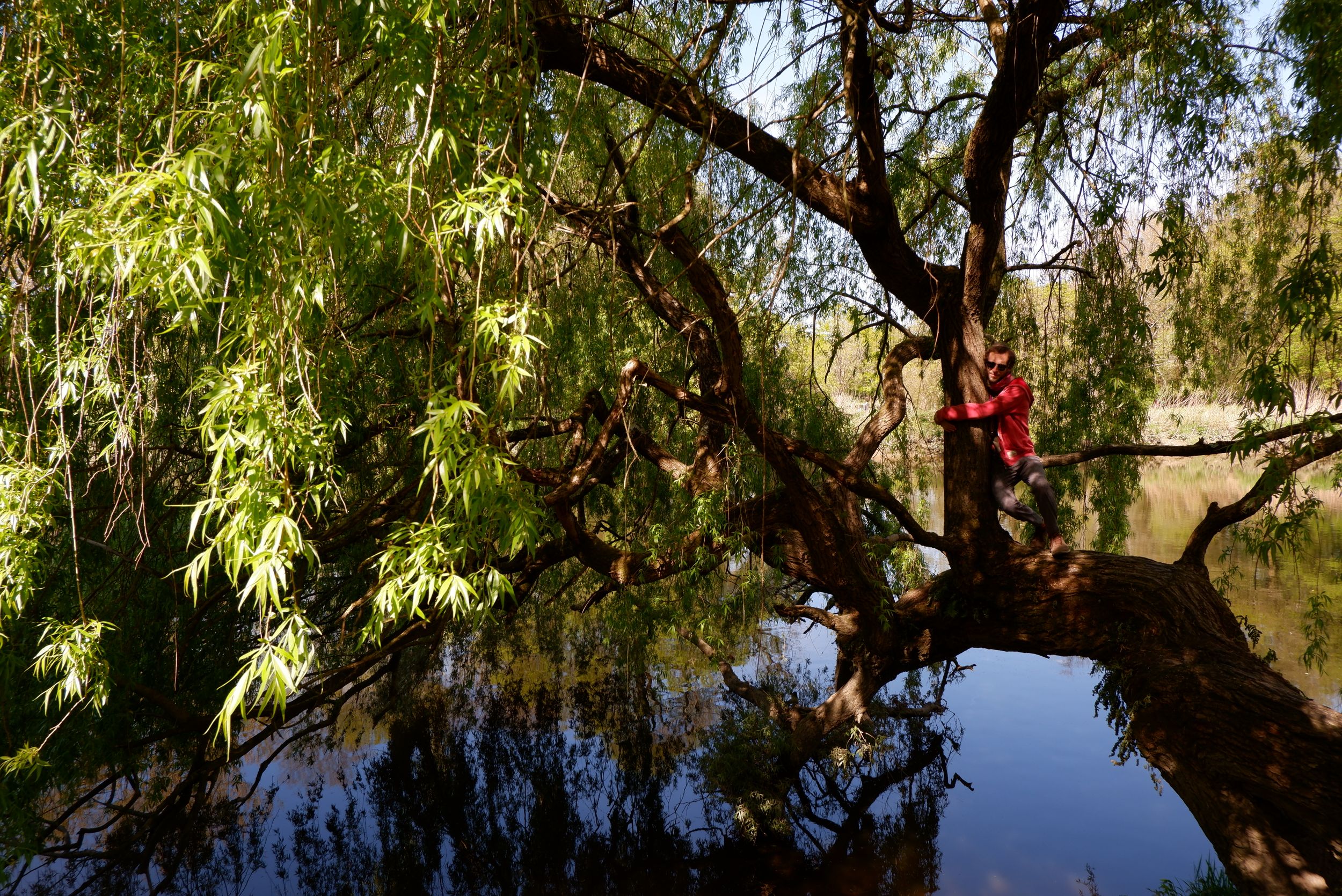 Ryan perché sur un arbre