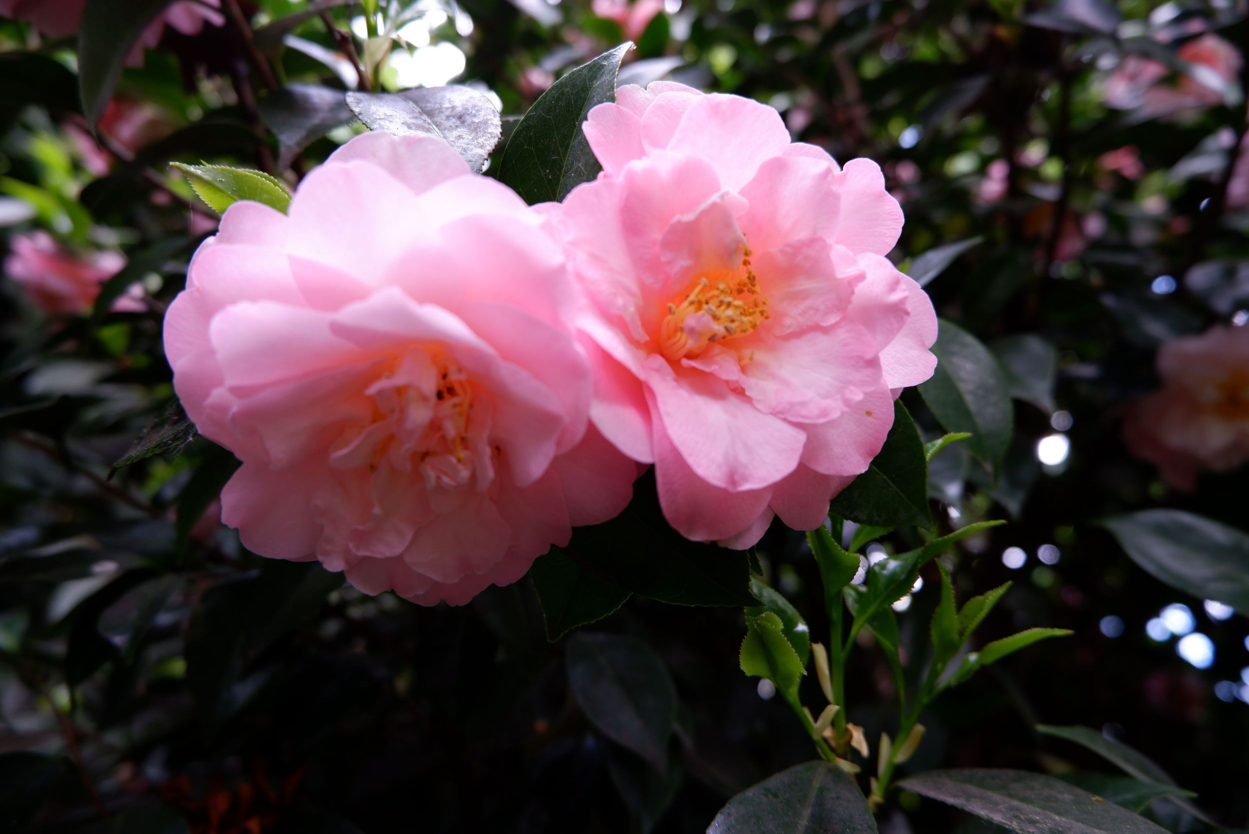 Des camélias roses