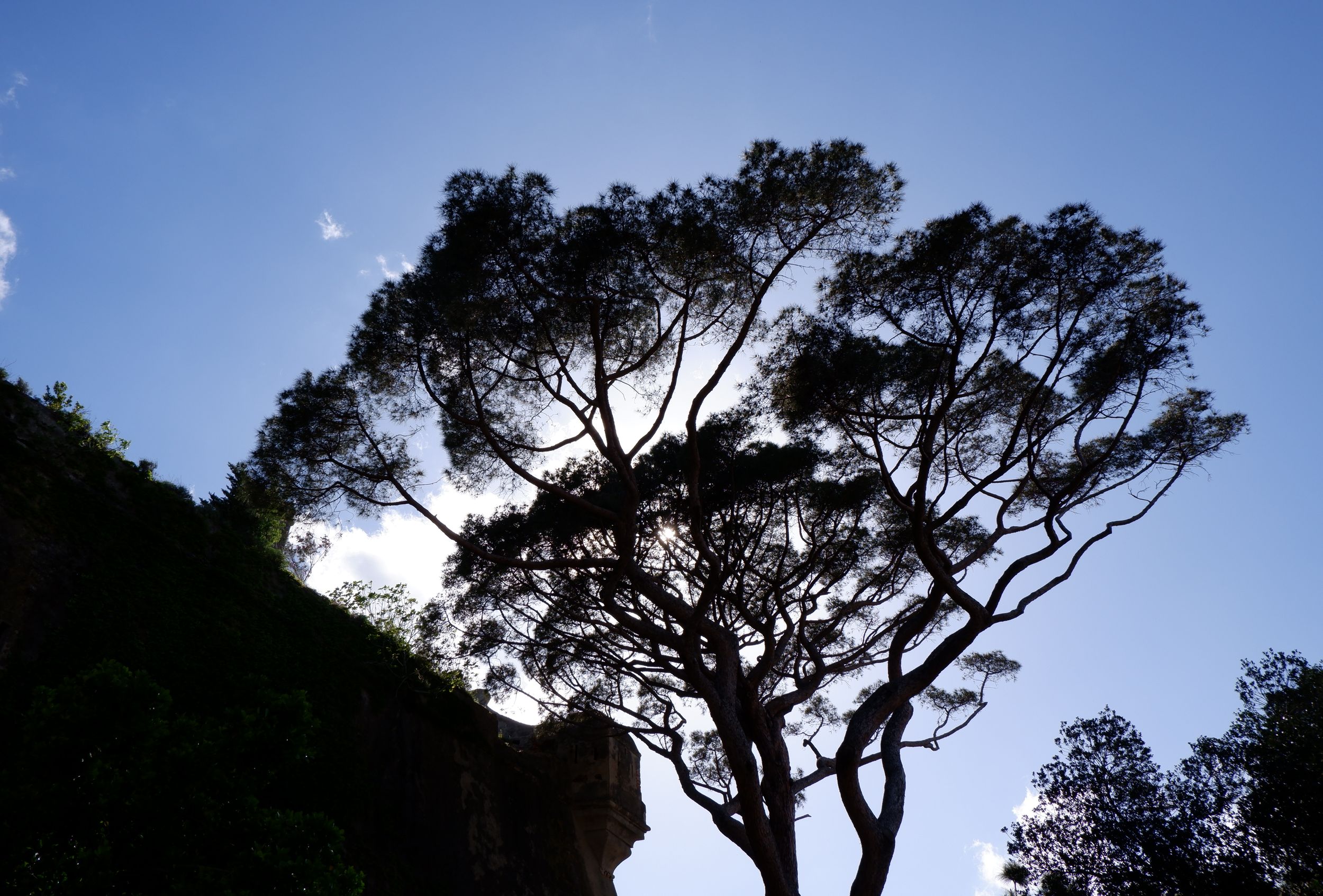 un pin vu en contre-jour