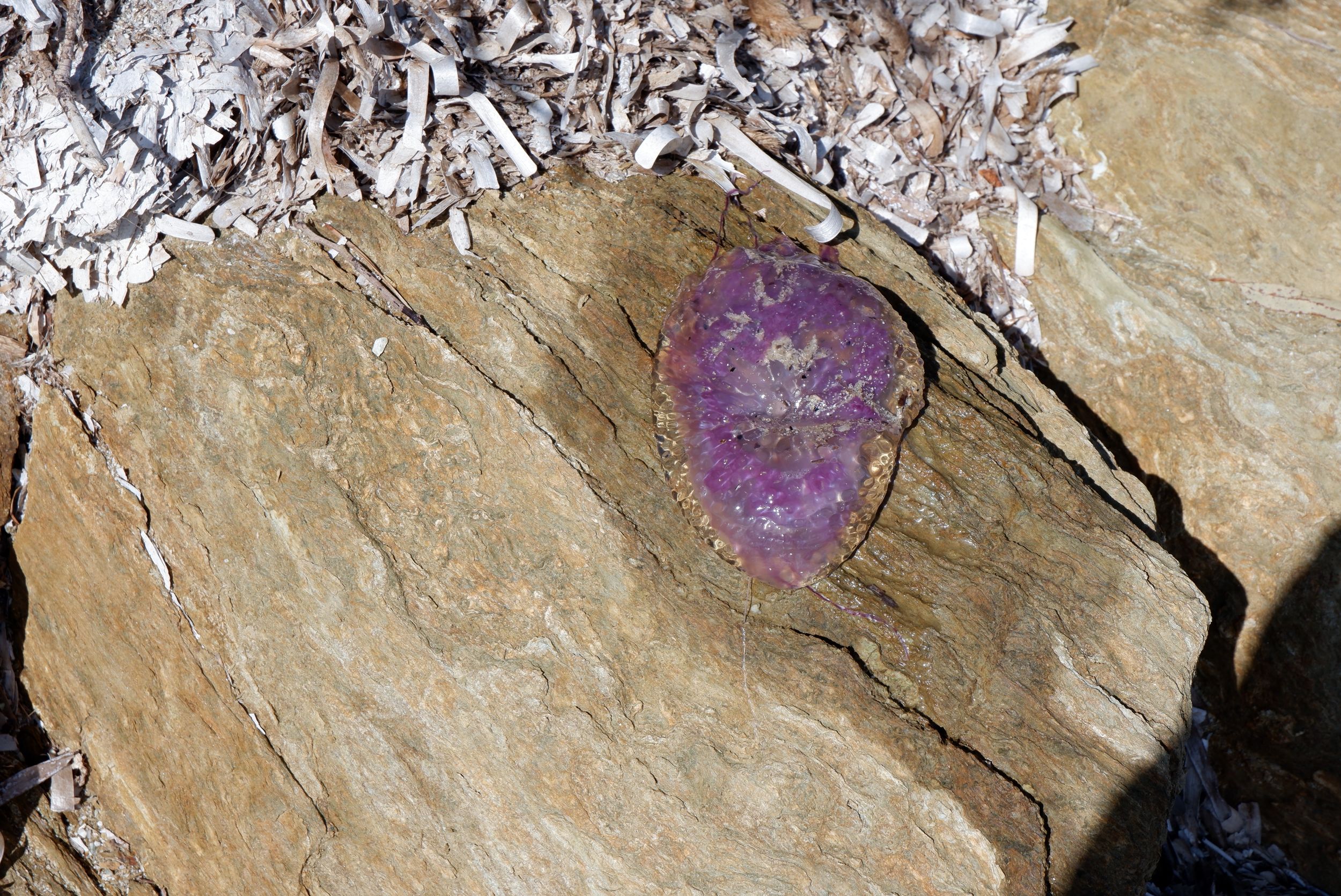 Une méduse violette échouée sur un rocher