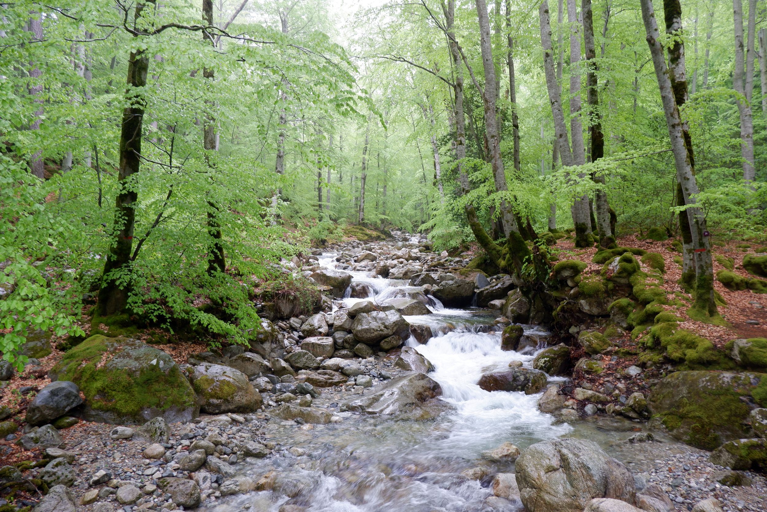 Un ruisseau dans la forêt