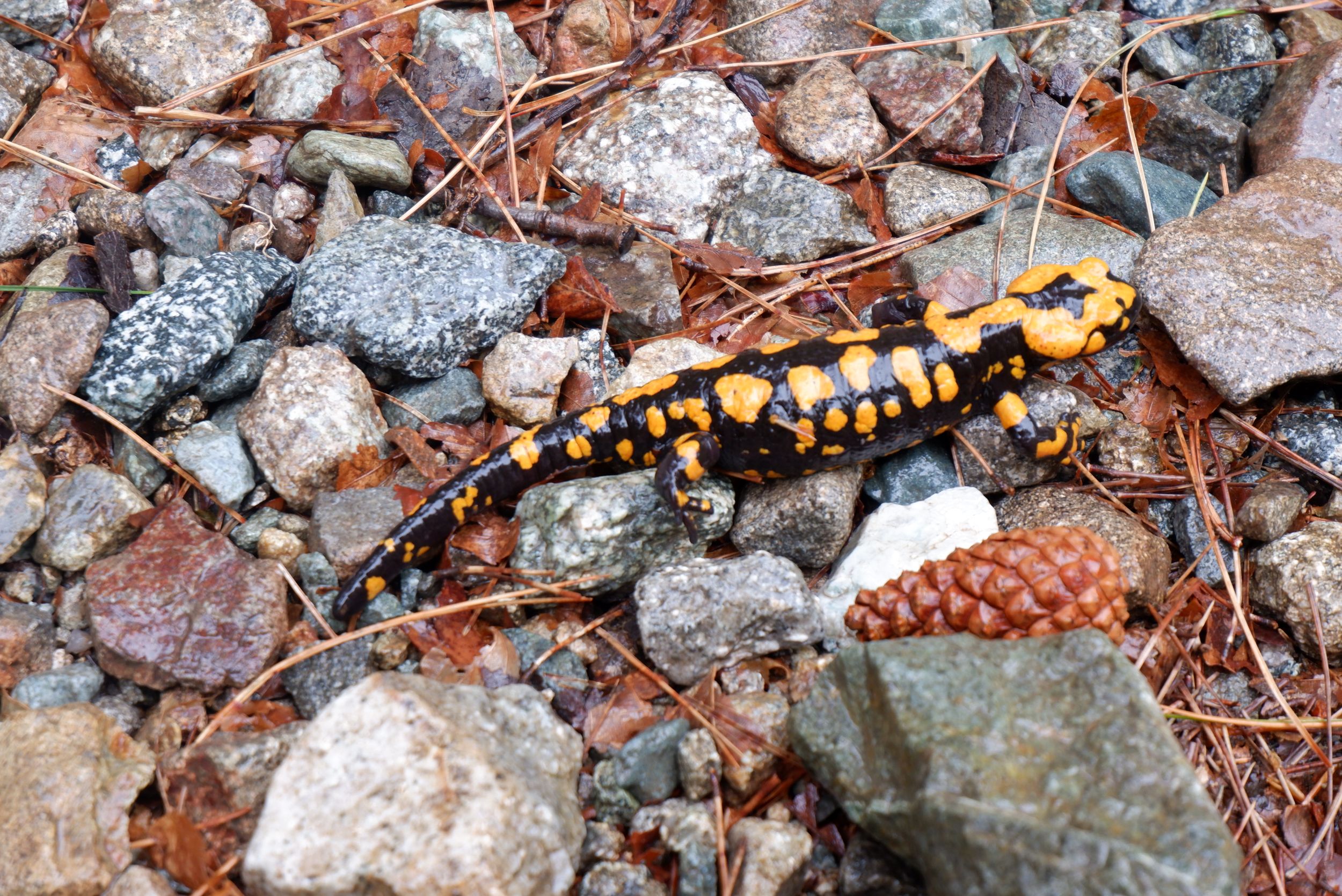 une salamandre