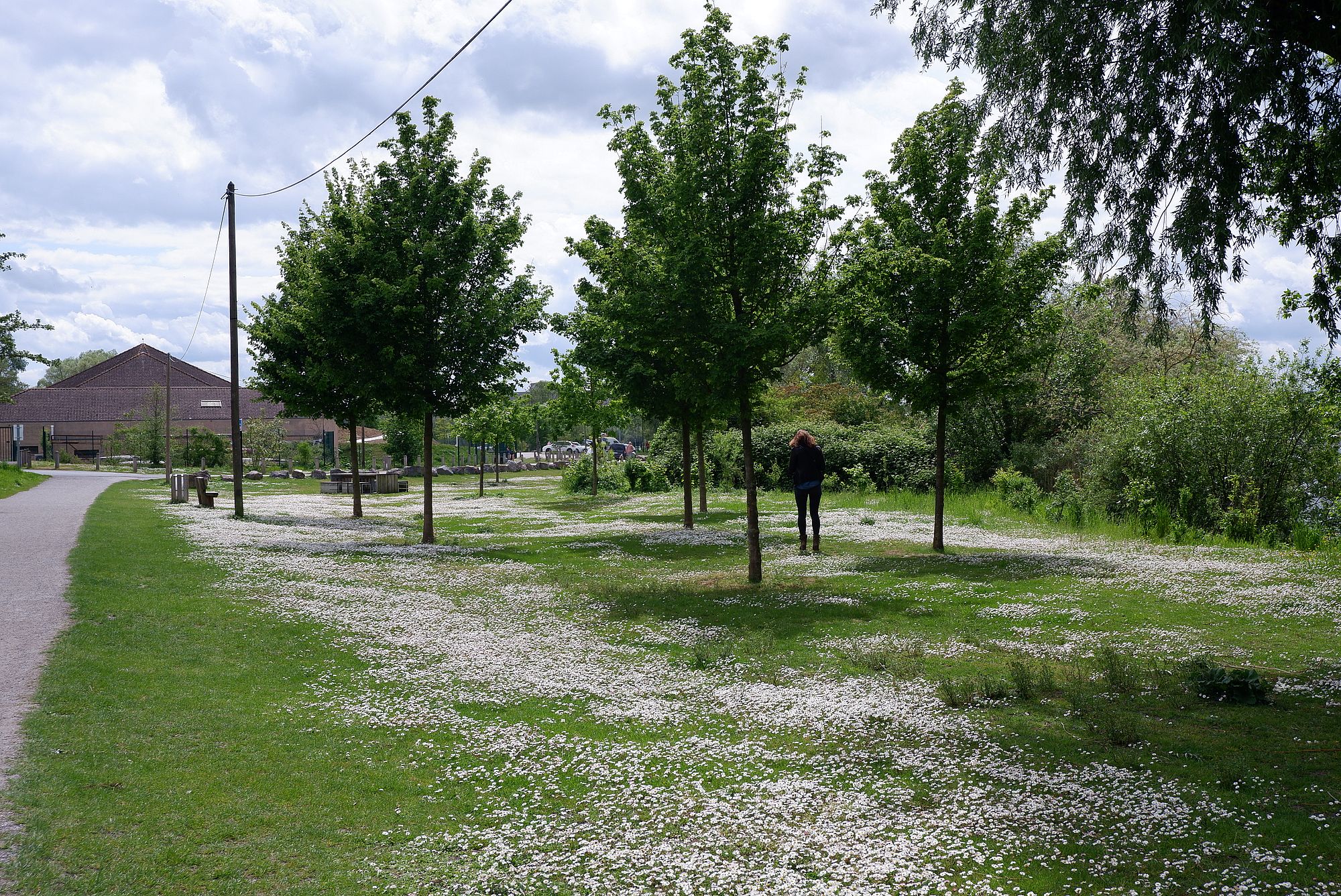 un champ de pâquerettes