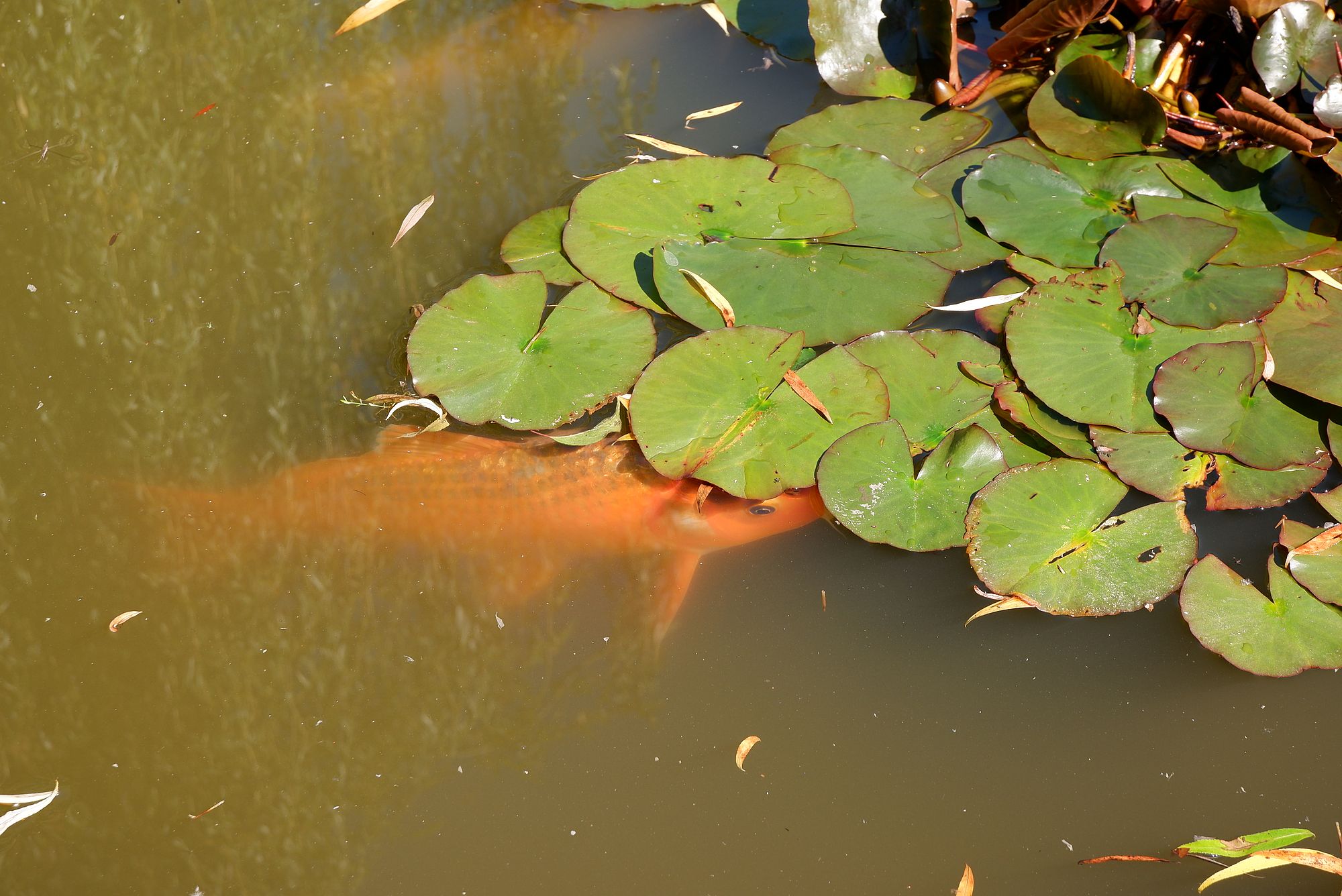 Un poisson sous un nénuphar