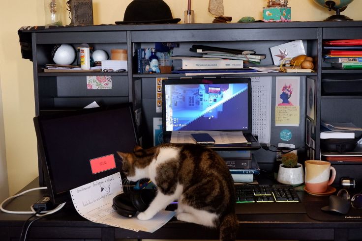 Stormy sur mon bureau devant mon ordinateur.