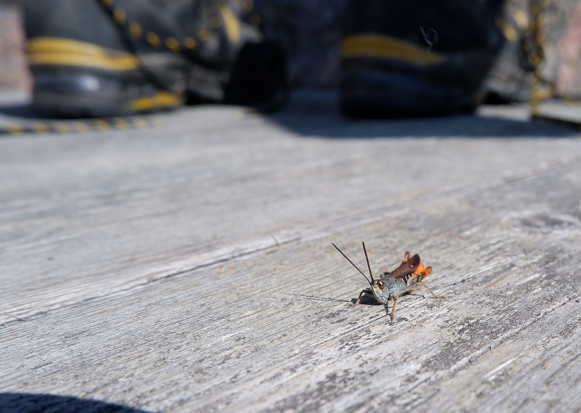 Une sauterelle aux ailes orangées