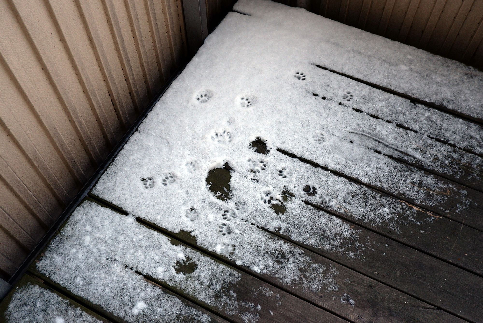 Pattes de chat dans la neige