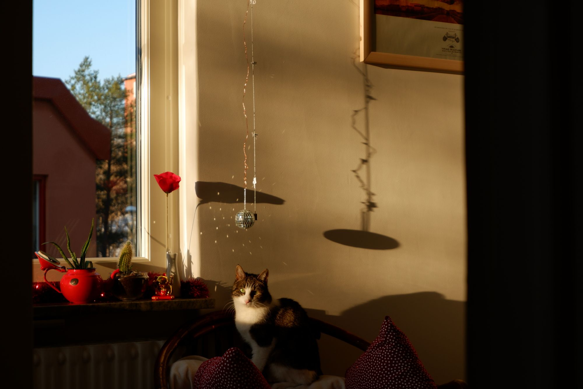 Stormy profitant du soleil de fin de journée dans le bureau