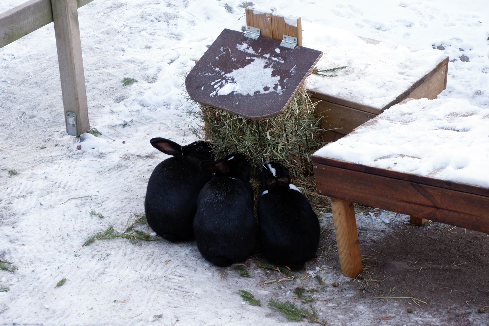Trois petits lapins noirs en train de manger