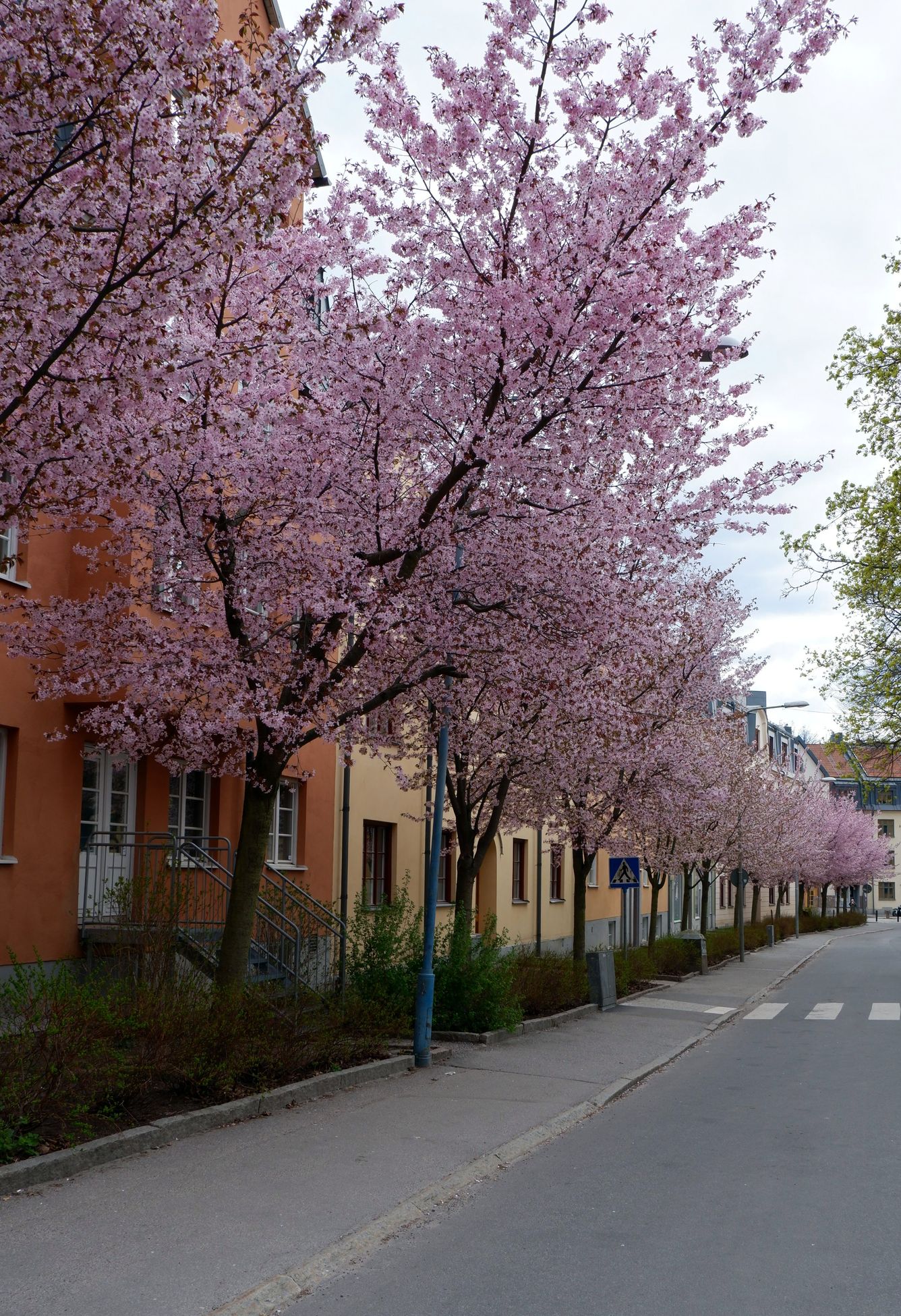 Des cerisiers en fleurs dans une rue aux immeubles colorés