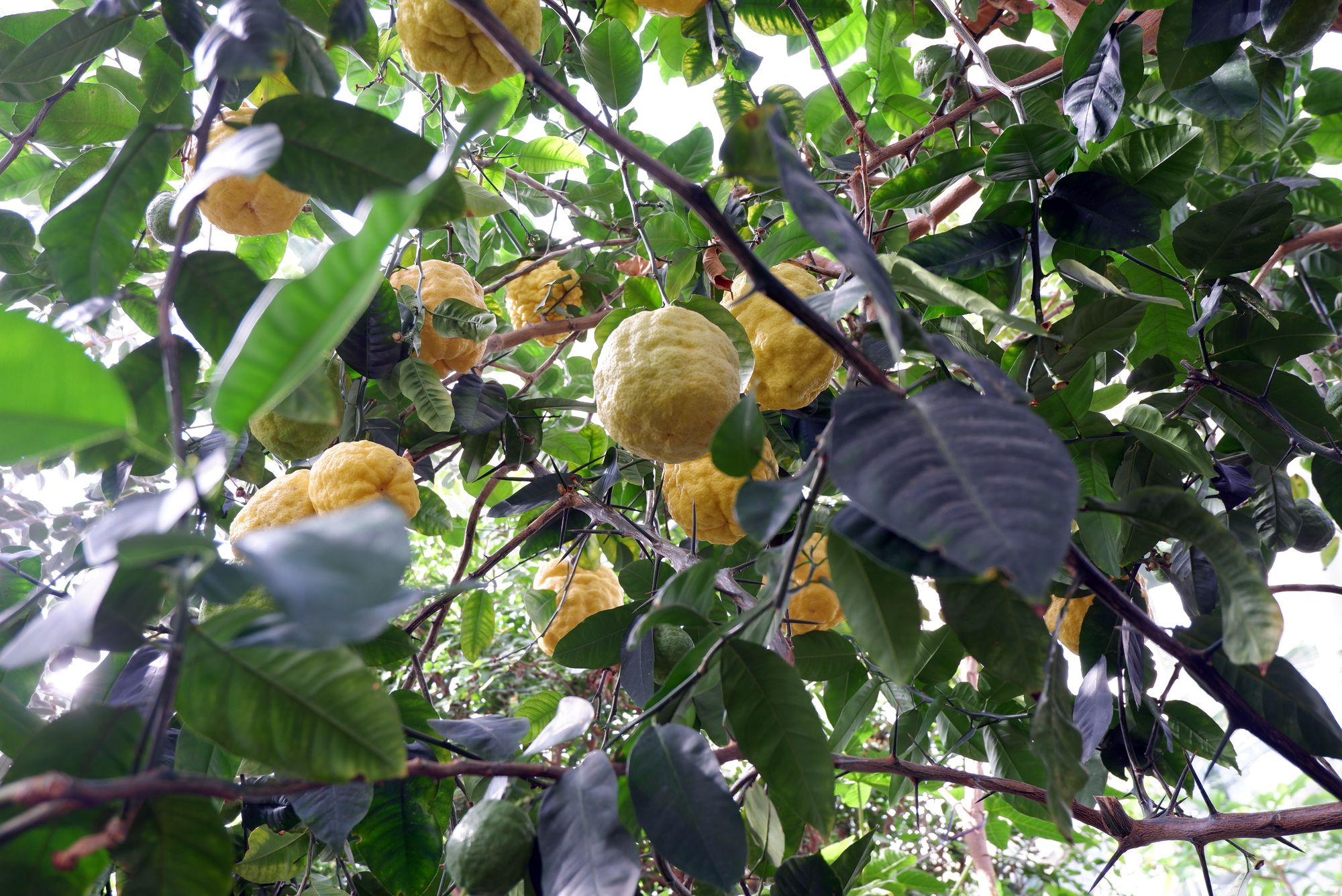Des agrumes asiatiques qui ressemblent à de gros citrons