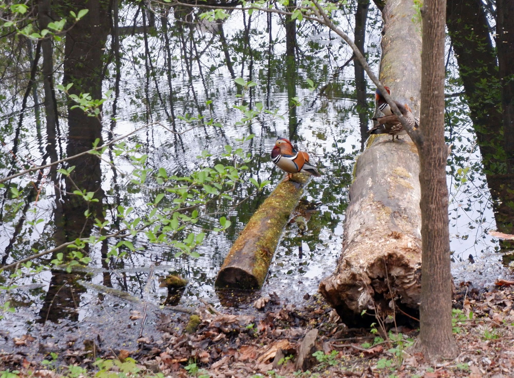 d'étranges oiseaux au joli plumage orangé