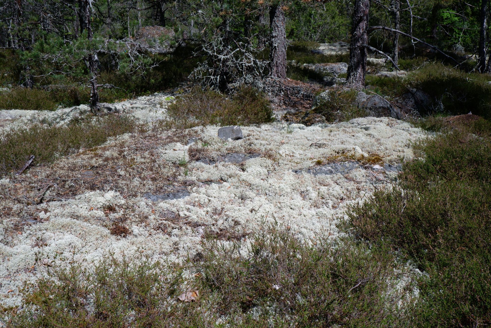 de la mousse blanche !