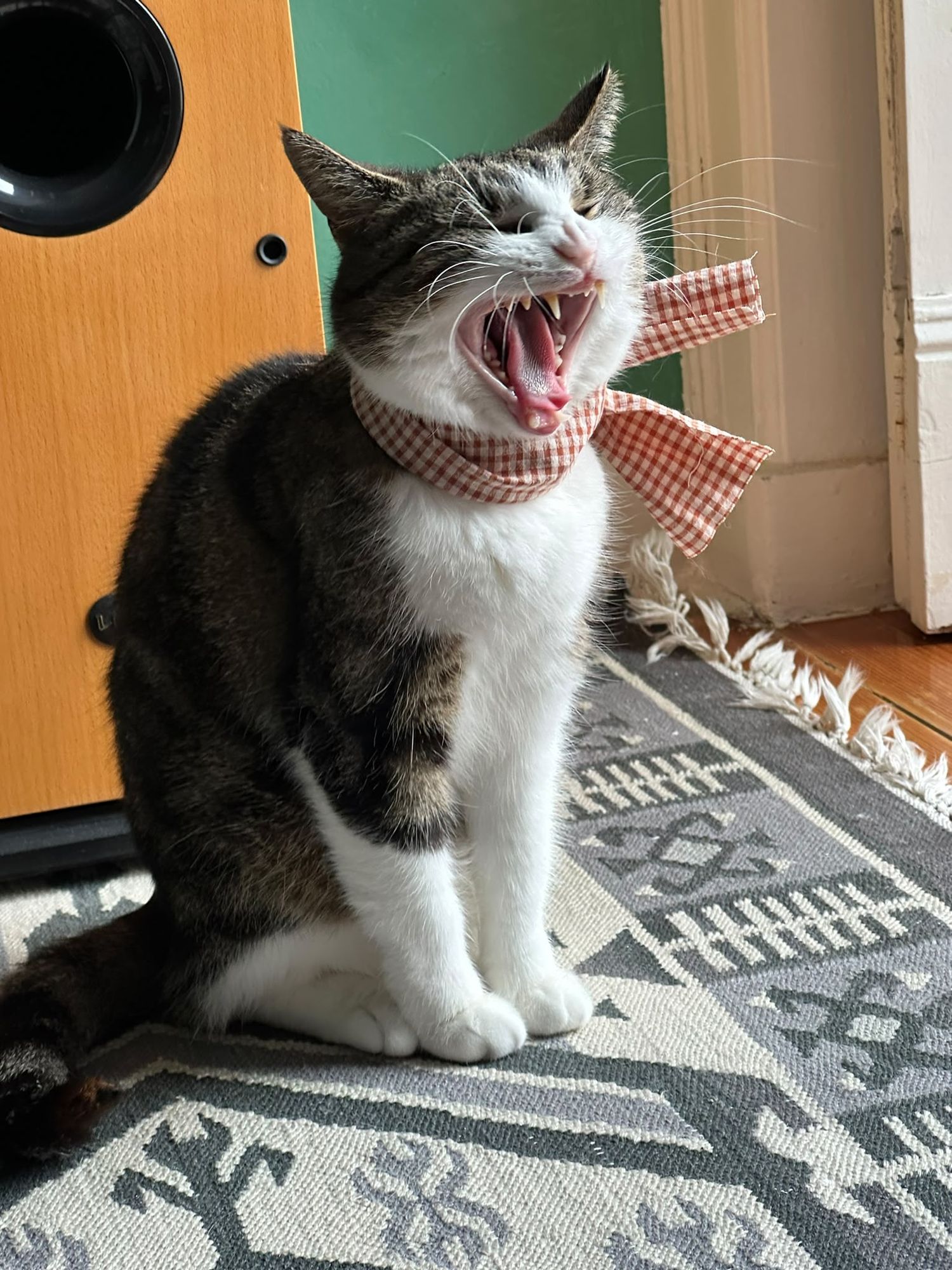 Mignon mais féroce